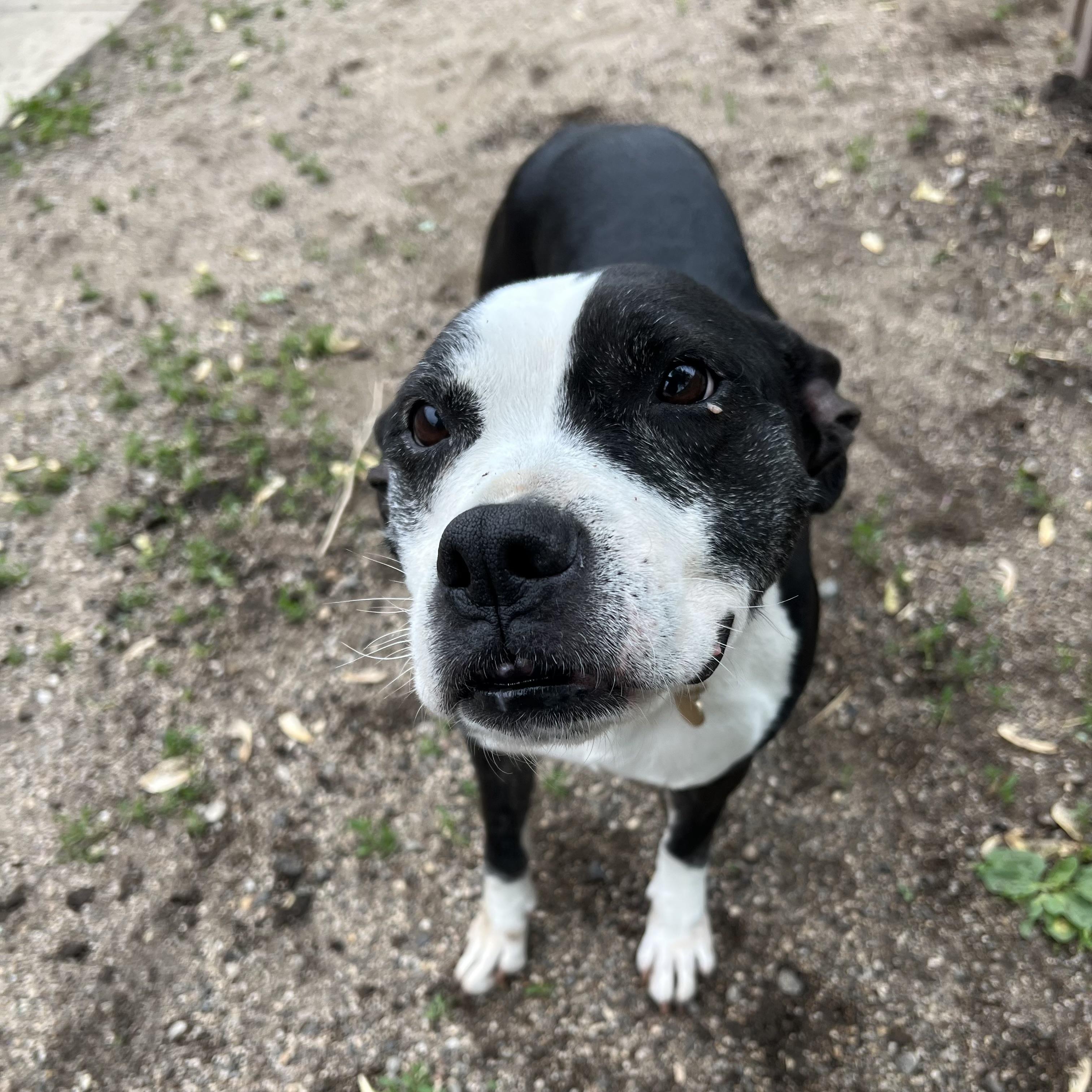 Enlarge Jewels, a ADOPTABLE mixed breed in Fairmont, MN image 2/6