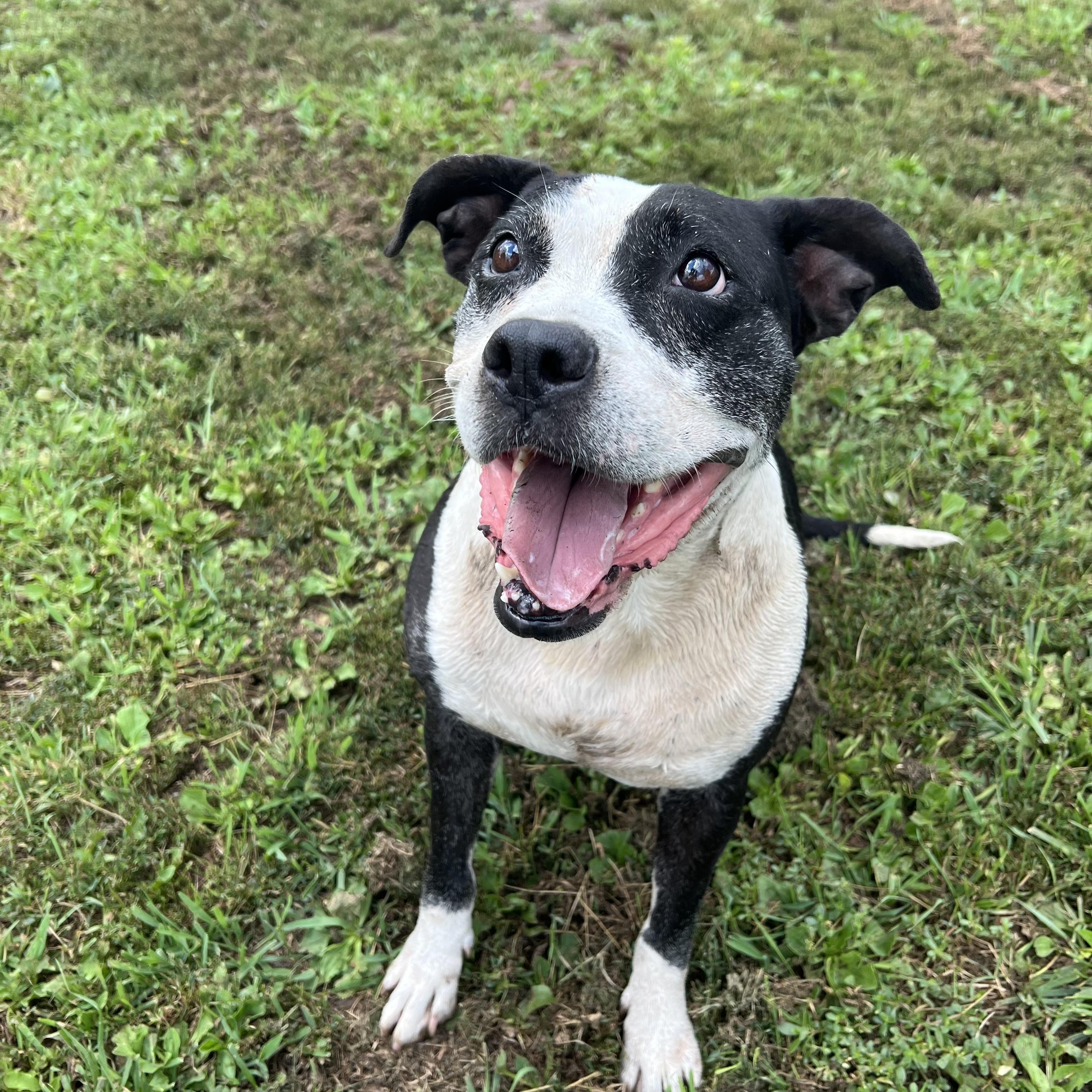 Jewels, a ADOPTABLE mixed breed in Fairmont, MN image 3/6