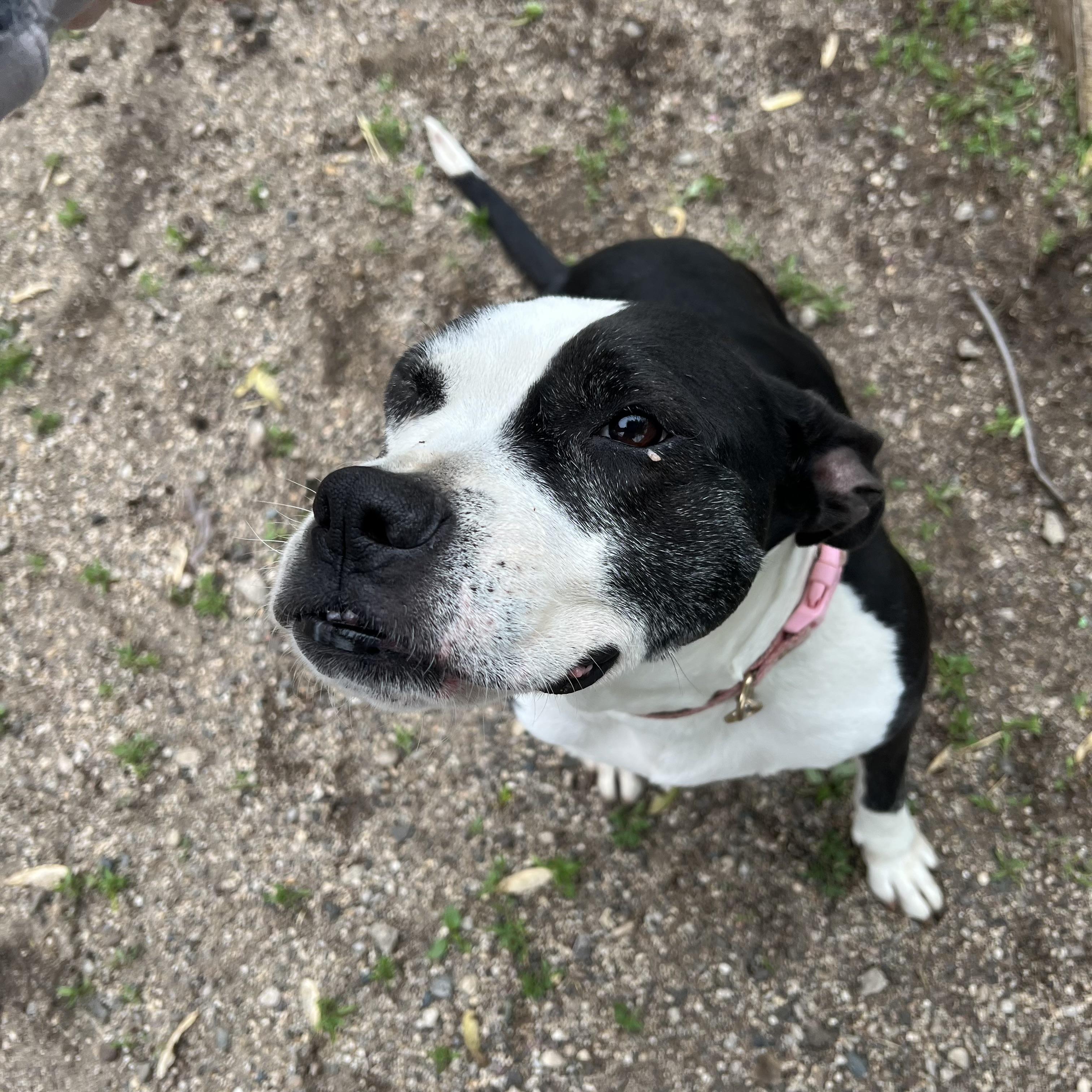 Enlarge Jewels, a ADOPTABLE mixed breed in Fairmont, MN image 5/6