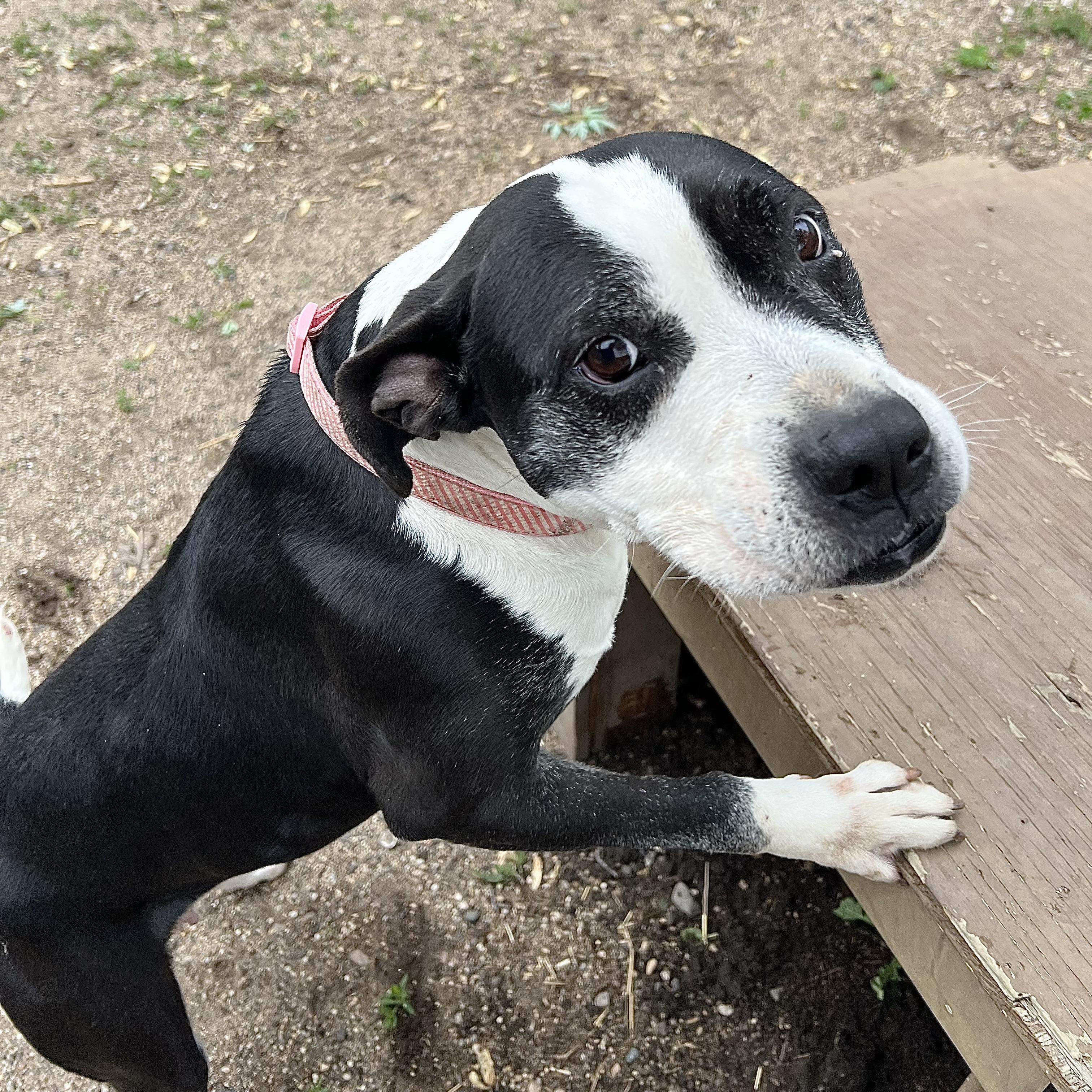 Enlarge Jewels, a ADOPTABLE mixed breed in Fairmont, MN image 4/6