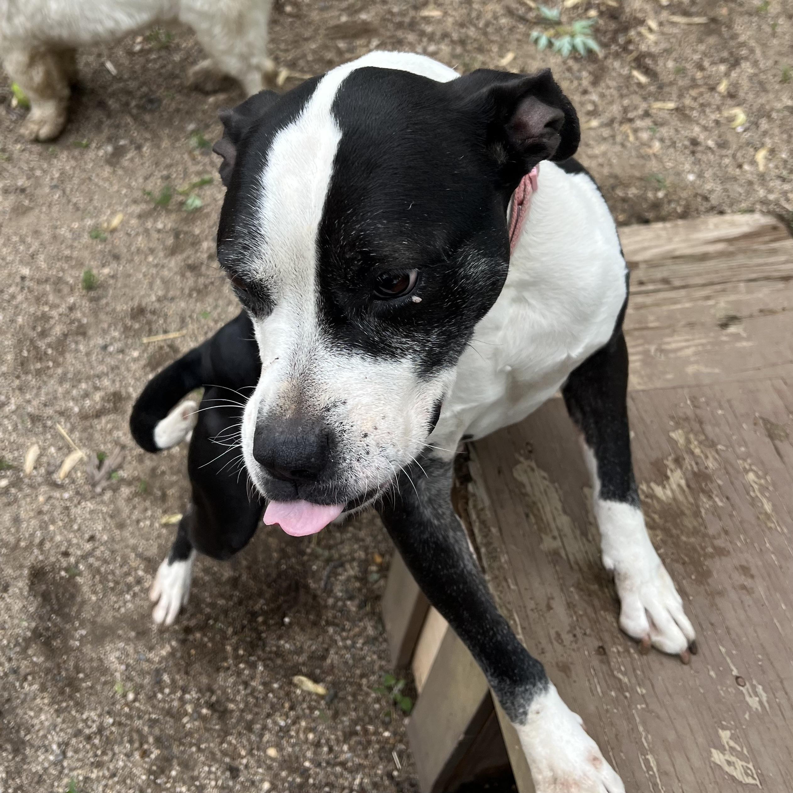 Enlarge Jewels, a ADOPTABLE mixed breed in Fairmont, MN image 6/6