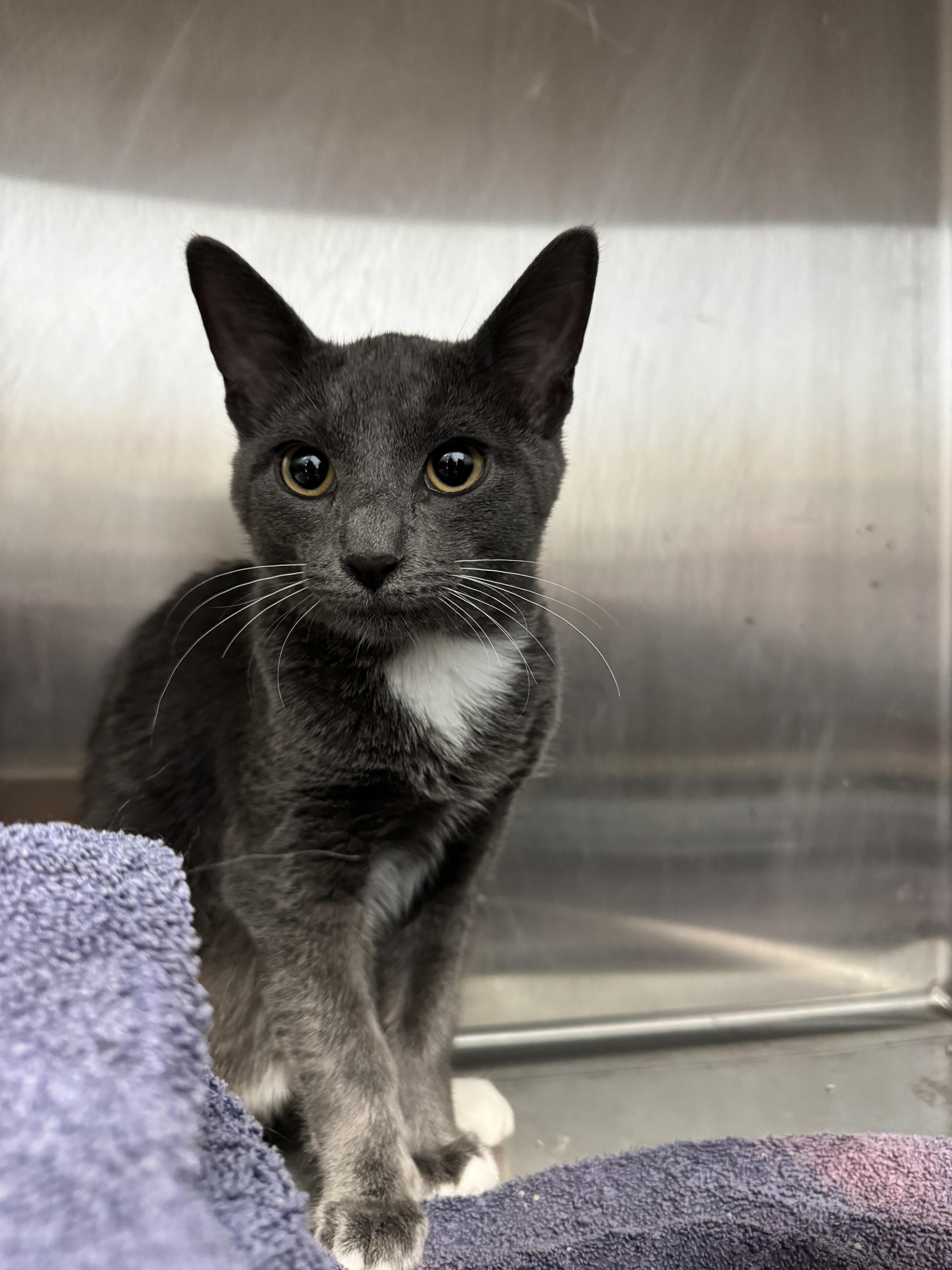 Bud, Adopted, Young Male Domestic Short Hair.