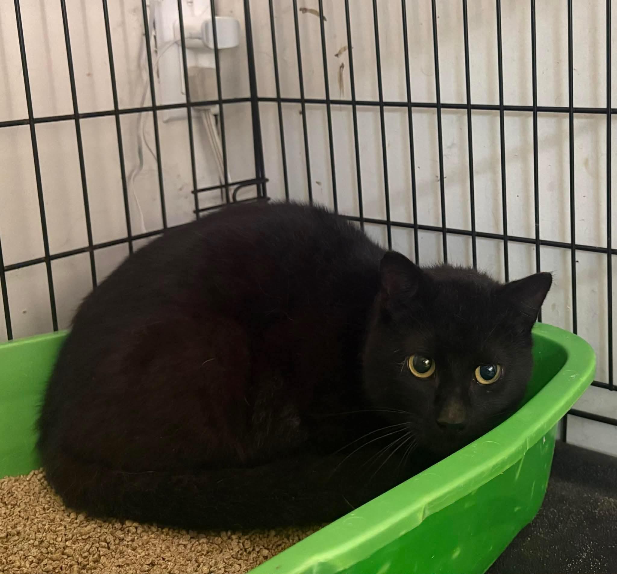 Enlarge DRACO, an adopted Domestic Short Hair in Tillsonburg, ON image 1/1
