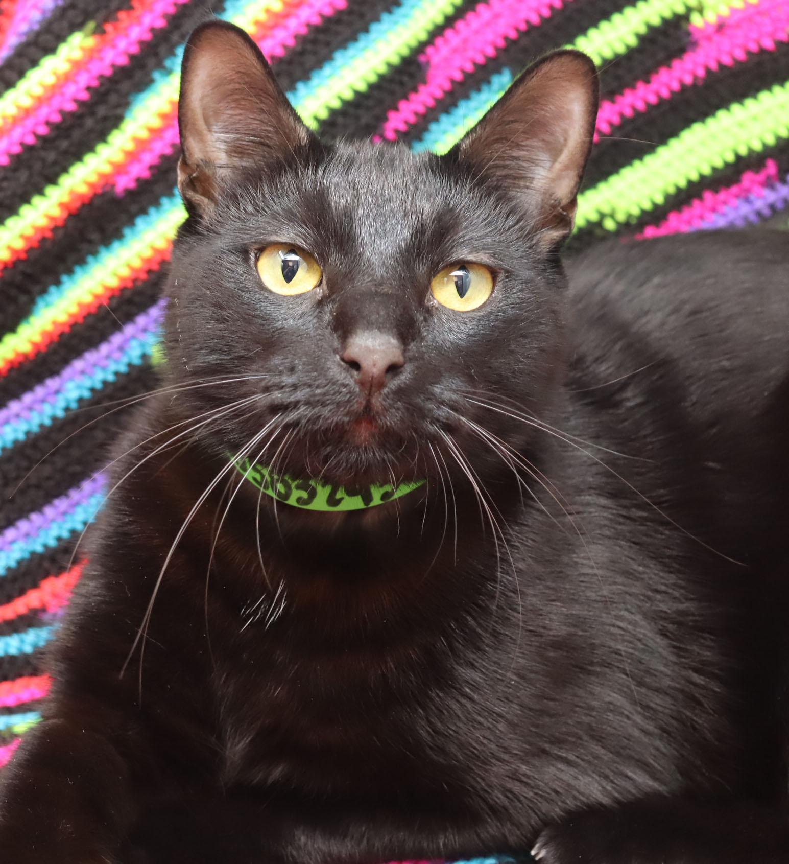 Rex, ADOPTABLE, Young Male Domestic Short Hair.