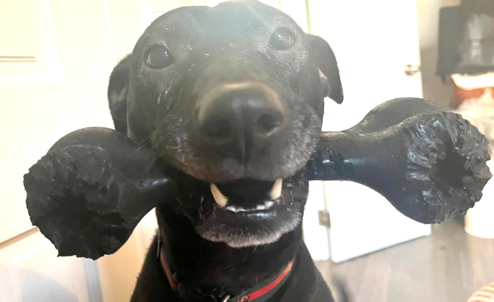 Pickles, Adoptable, Adult Female Plott Hound.