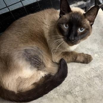 Pretty Girl, adopted, Adult Female Siamese.