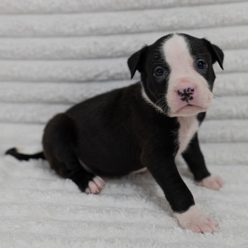 Enlarge Riot, a Adoptable mixed breed in Fulton, MO image 1/2