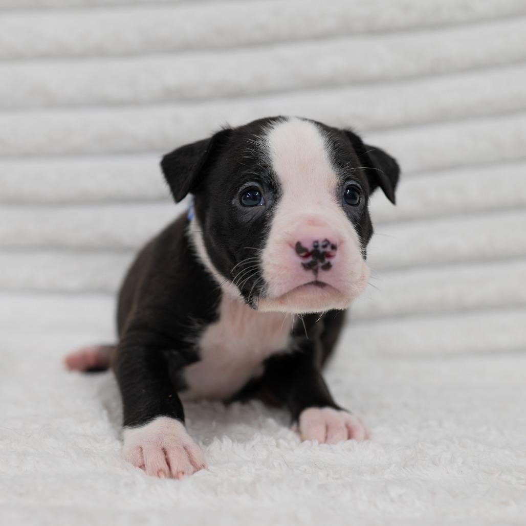 Enlarge Riot, a Adoptable mixed breed in Fulton, MO image 2/2