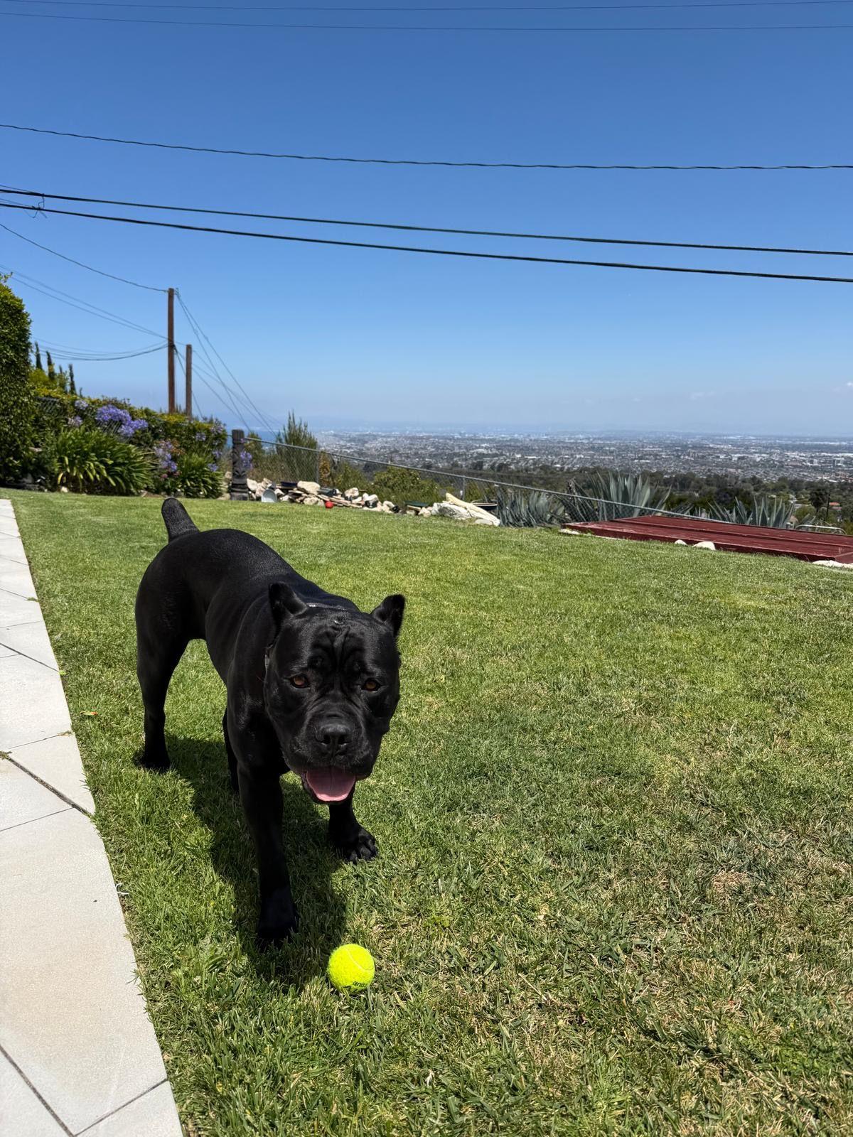 Bernice, a ADOPTABLE Cane Corso in Los Angeles, CA image 2/6