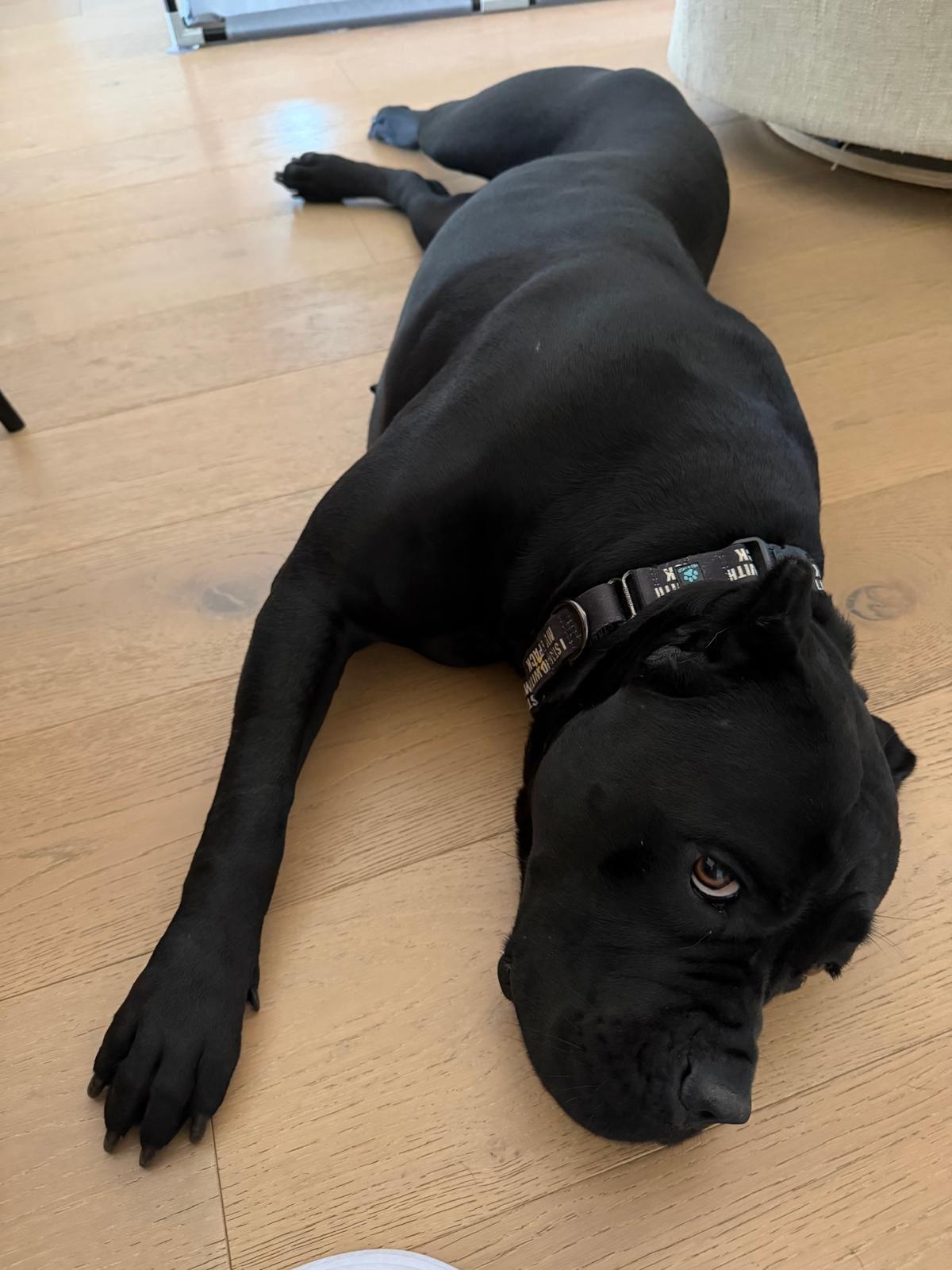 Bernice, a ADOPTABLE Cane Corso in Los Angeles, CA image 4/6