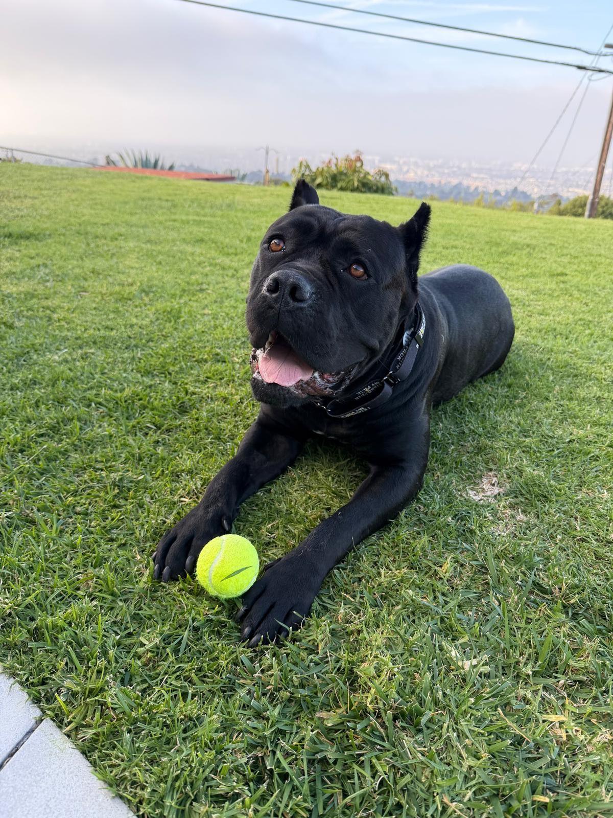 Bernice, ADOPTABLE, Young Female Cane Corso.