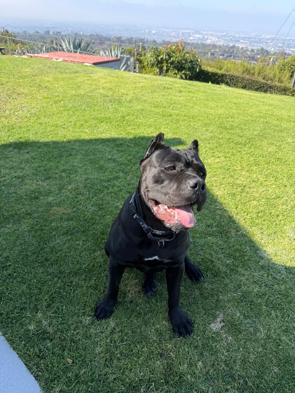 Bernice, a ADOPTABLE Cane Corso in Los Angeles, CA image 6/6