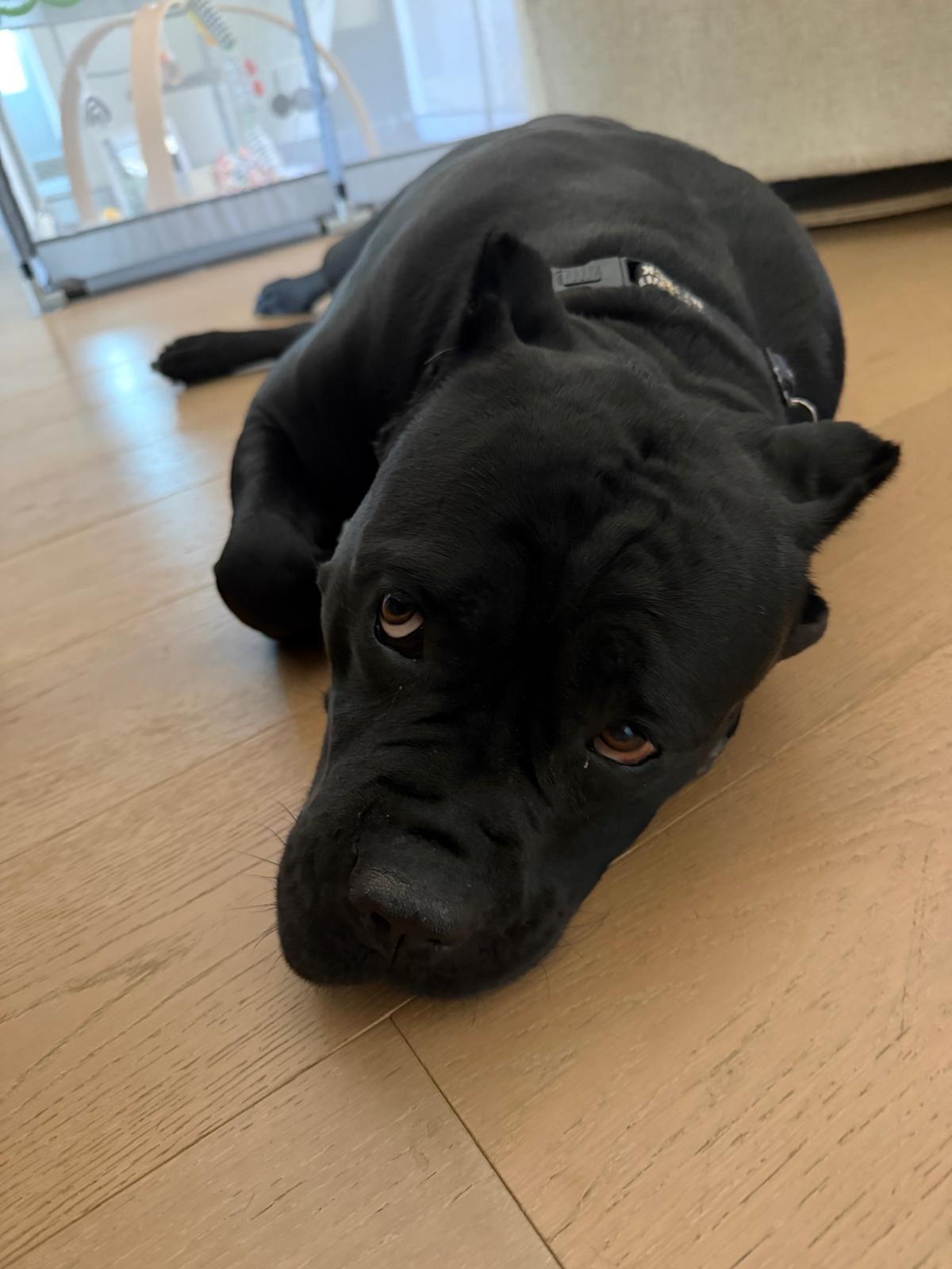 Bernice, a ADOPTABLE Cane Corso in Los Angeles, CA image 5/6