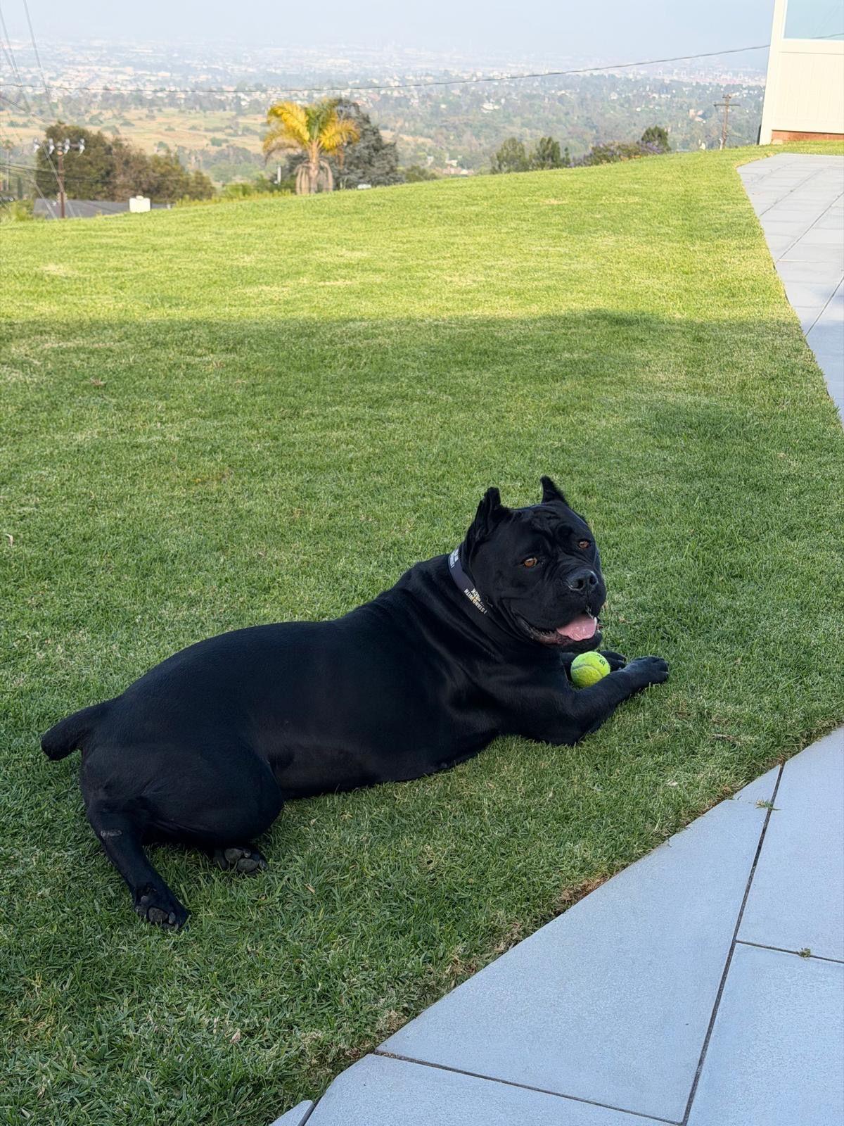 Bernice, a ADOPTABLE Cane Corso in Los Angeles, CA image 3/6