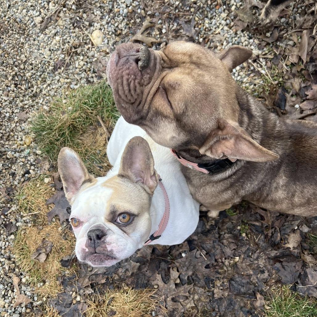 Liza, Adoptable, Adult Female English Bulldog.