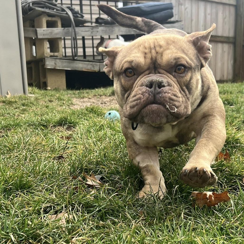 Liza, a Adoptable English Bulldog in Huber Heights, OH image 2/6