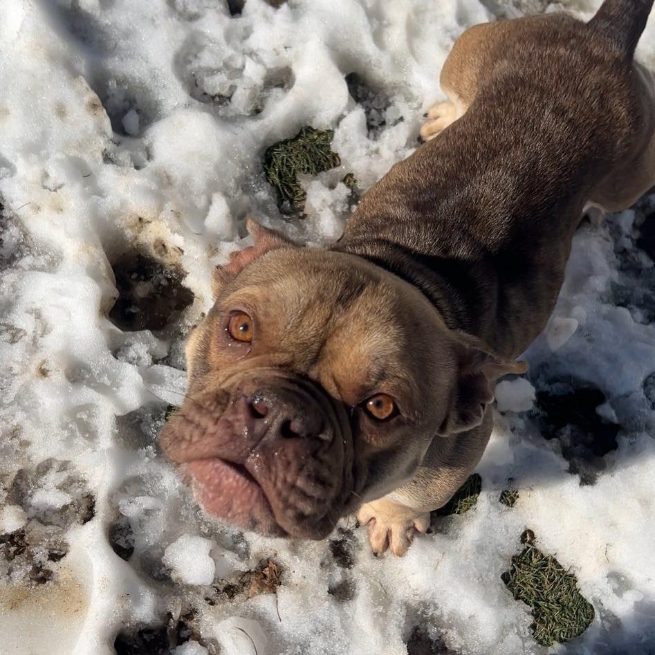Liza, a Adoptable English Bulldog in Huber Heights, OH image 3/6