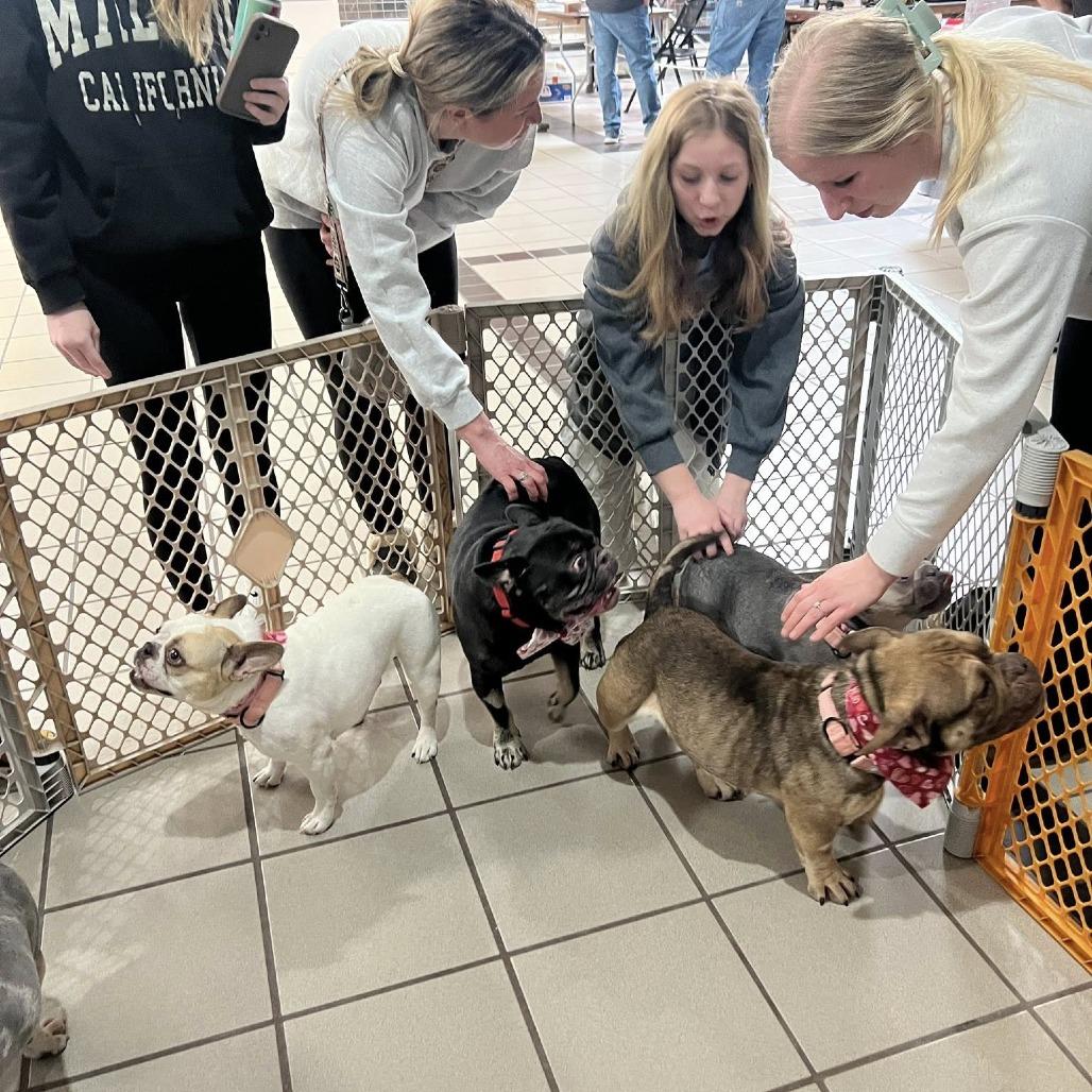 Liza, a Adoptable English Bulldog in Huber Heights, OH image 4/6