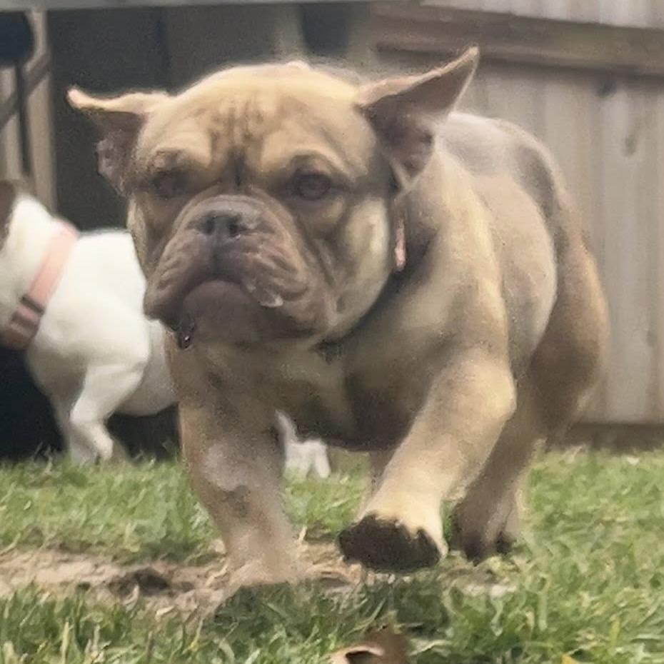 Liza, a Adoptable English Bulldog in Huber Heights, OH image 6/6