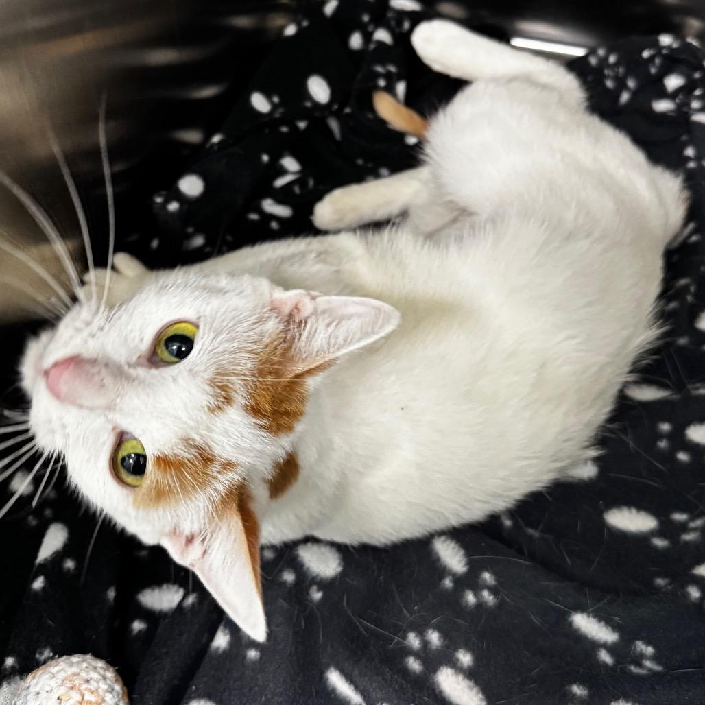Enlarge Princess Bubbles, a Adoptable Domestic Short Hair in Saskatoon, SK image 1/4