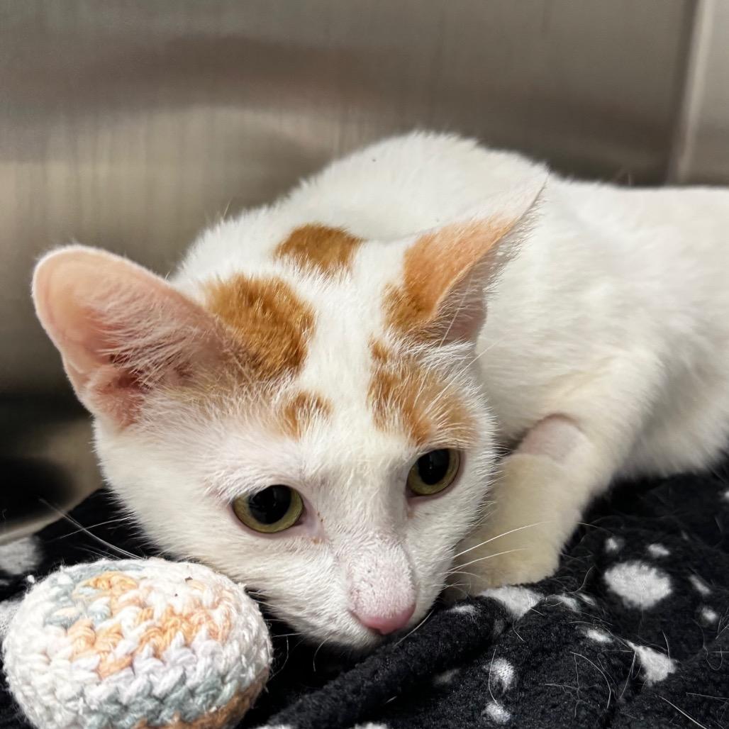 Enlarge Princess Bubbles, a Adoptable Domestic Short Hair in Saskatoon, SK image 3/4