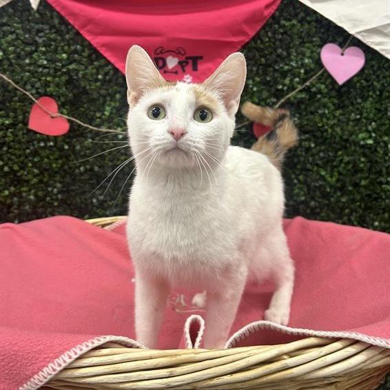 Enlarge Princess Bubbles, a Adoptable Domestic Short Hair in Saskatoon, SK image 4/4