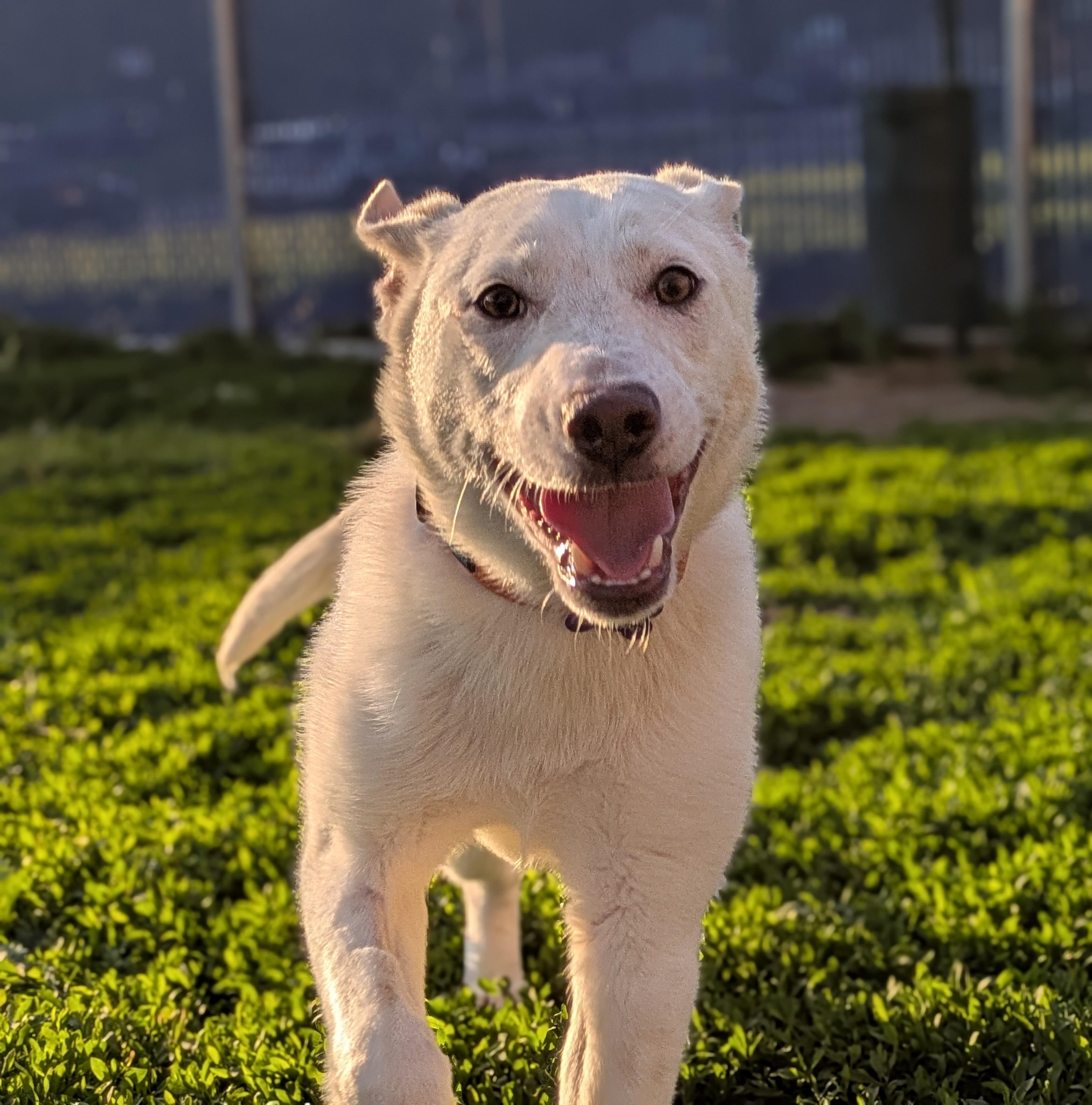 Alfie, a ADOPTABLE mixed breed in Des Moines, IA image 2/3