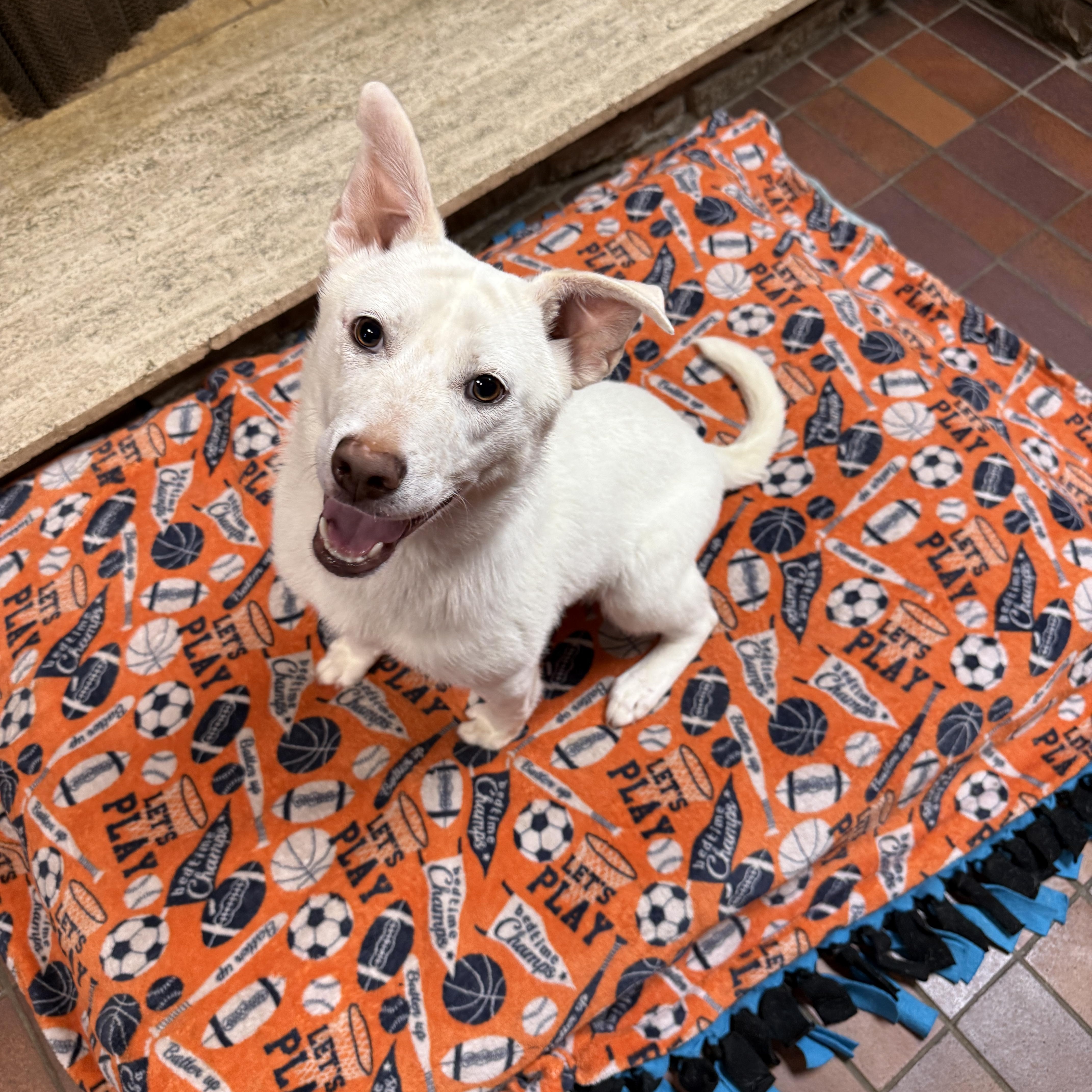 Alfie, a ADOPTABLE mixed breed in Des Moines, IA image 3/3