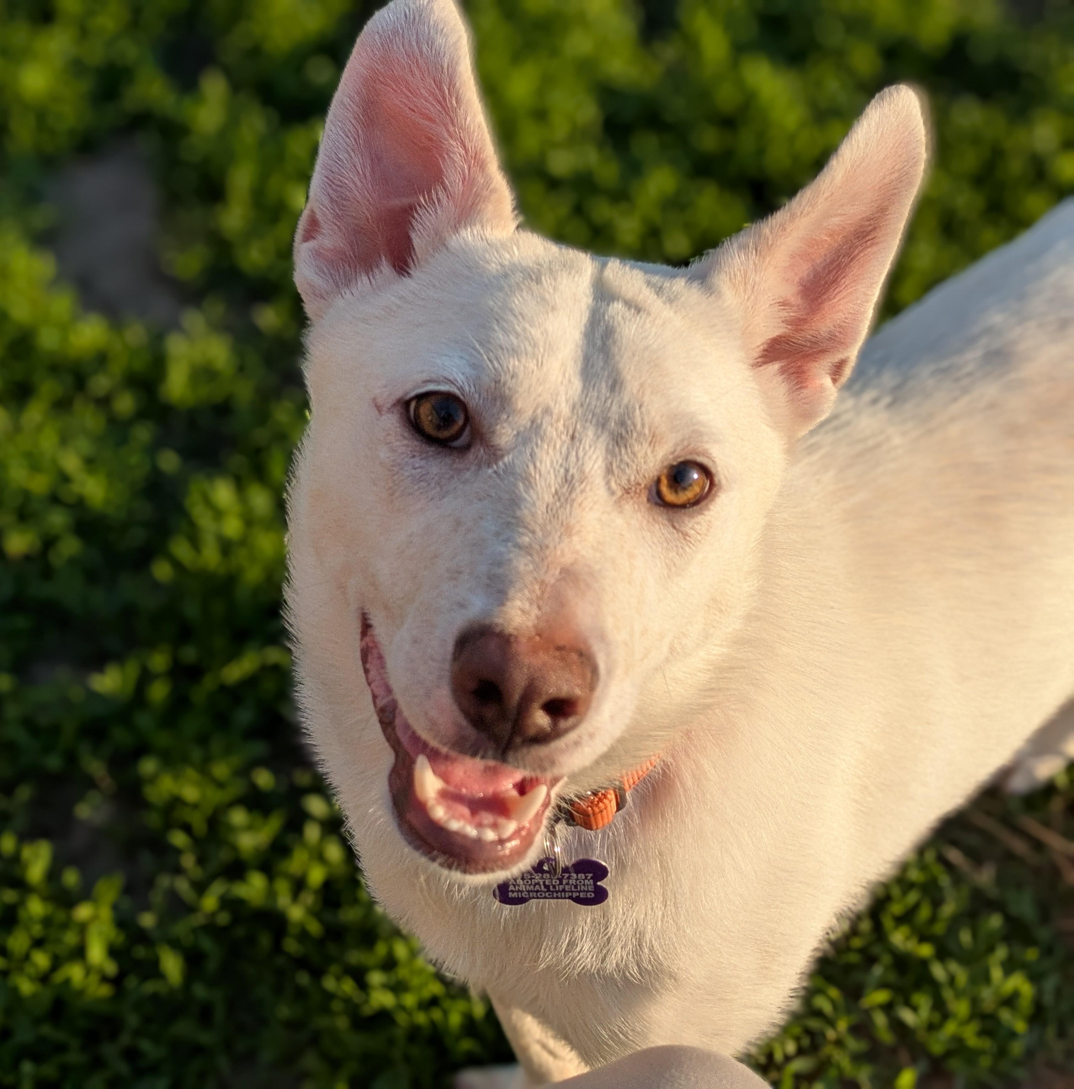 Alfie, ADOPTABLE, Young Male Mixed Breed.