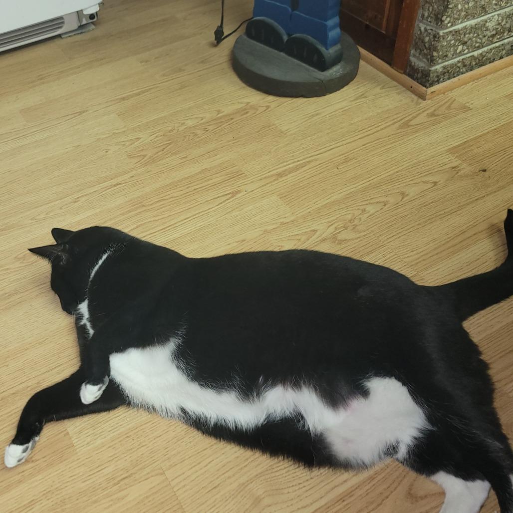 Smokey, Adoptable, Adult Female Domestic Short Hair.