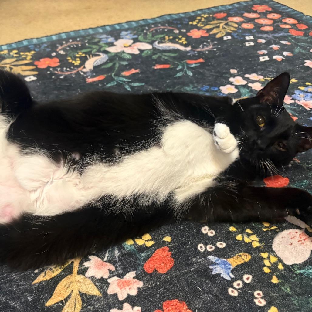 Smokey, a Adoptable Domestic Short Hair in Hedgesville, WV image 2/2