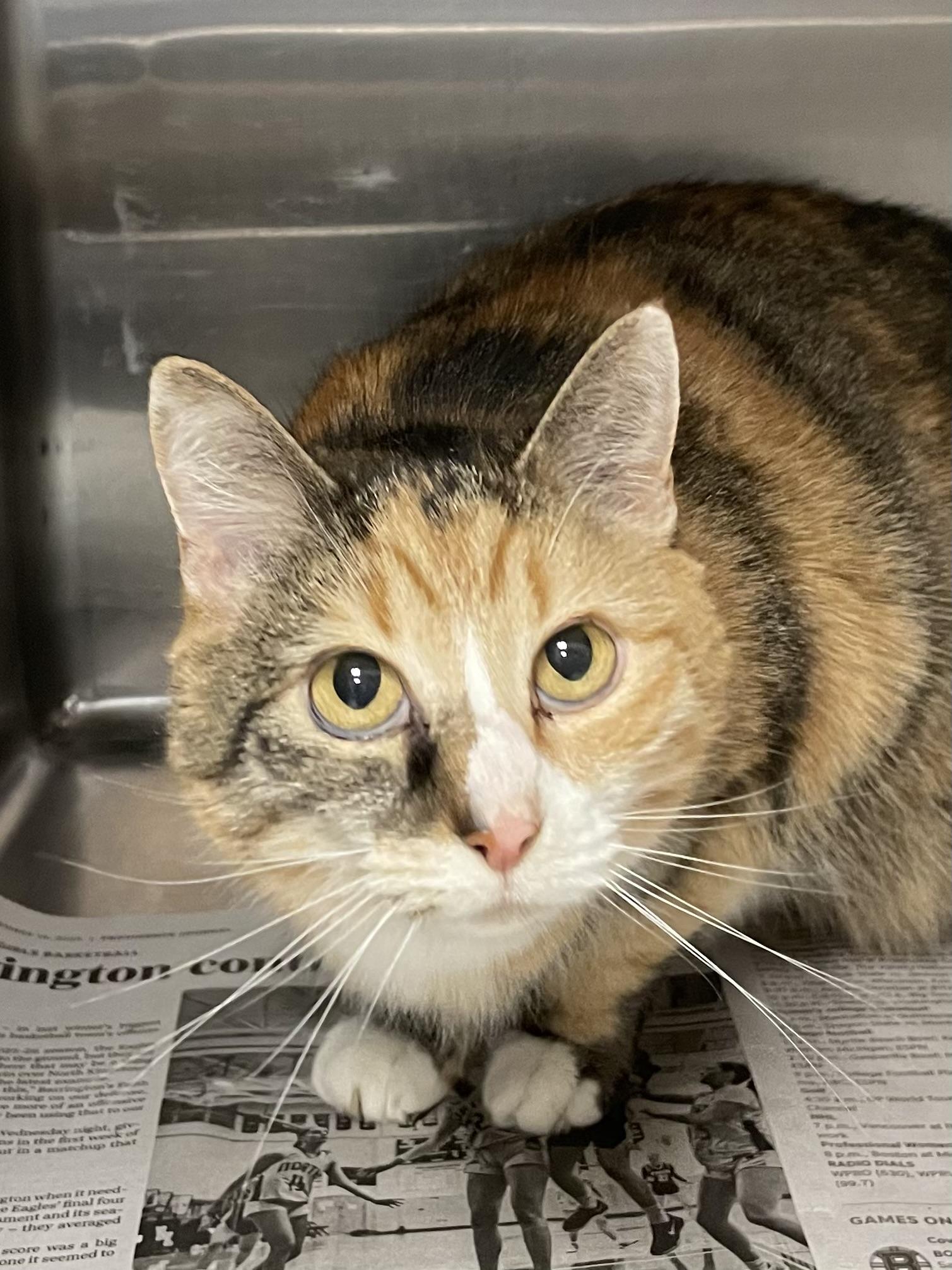 Enlarge Lily, a ADOPTABLE Calico in North Kingstown, RI image 3/3