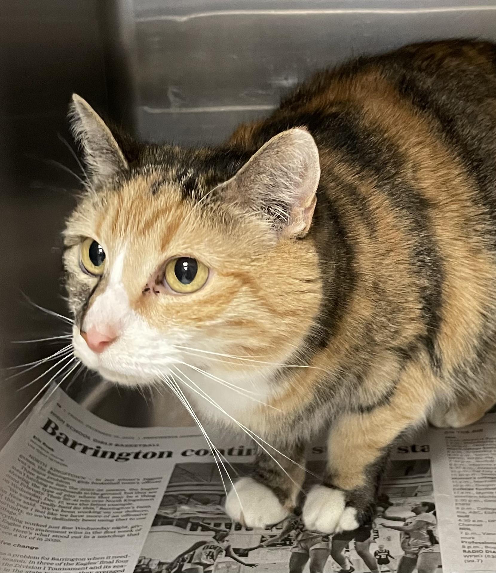 Enlarge Lily, a ADOPTABLE Calico in North Kingstown, RI image 2/3