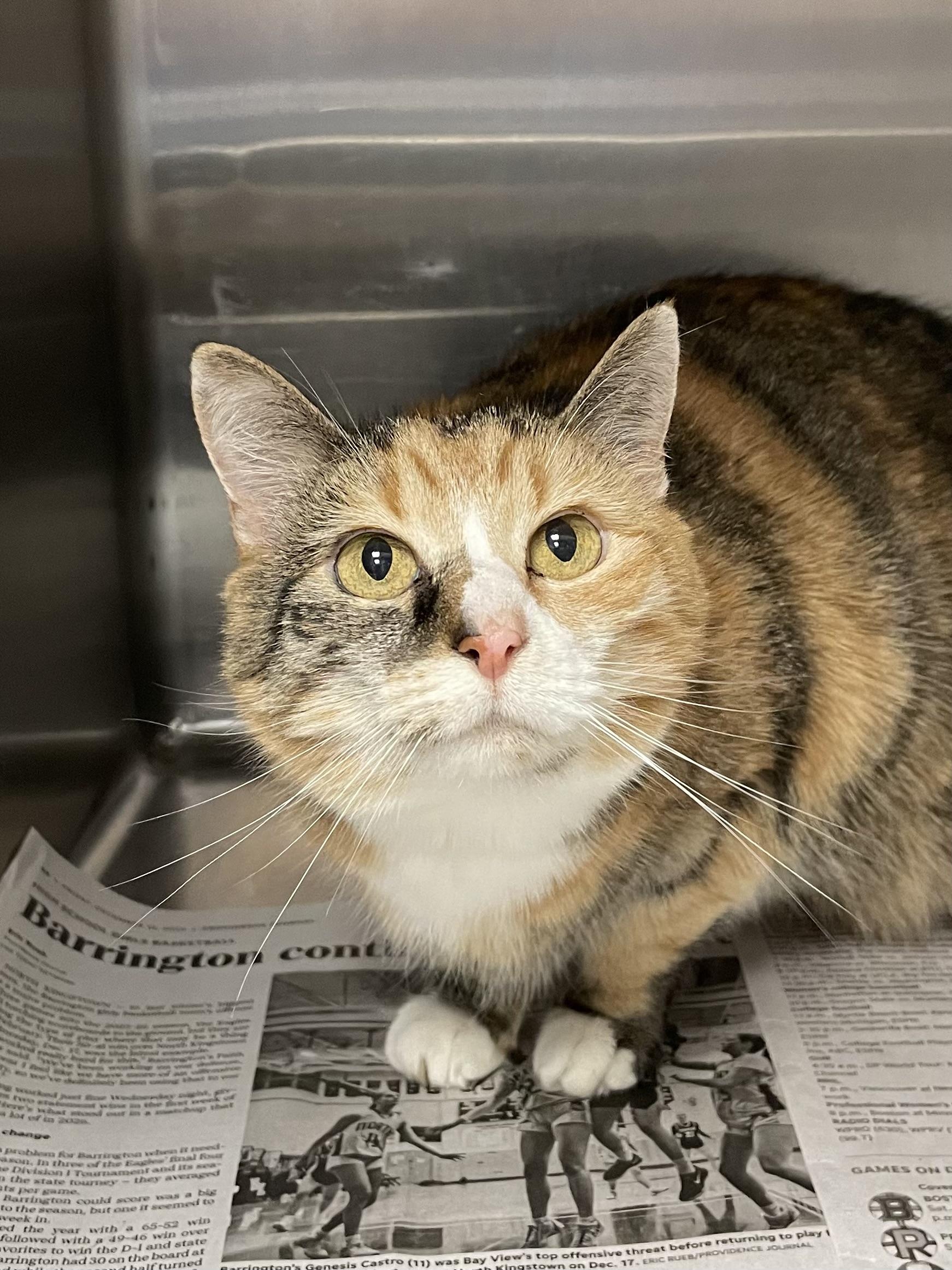 Enlarge Lily, a ADOPTABLE Calico in North Kingstown, RI image 1/3