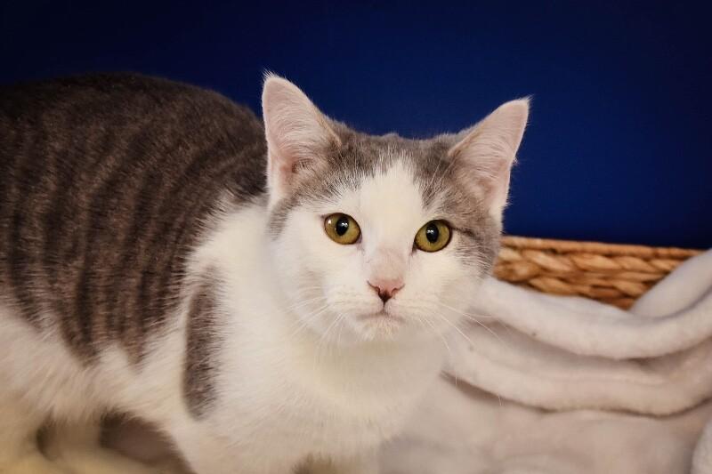 Enlarge Oscar, a Adoptable Domestic Short Hair in Georgetown, OH image 1/1