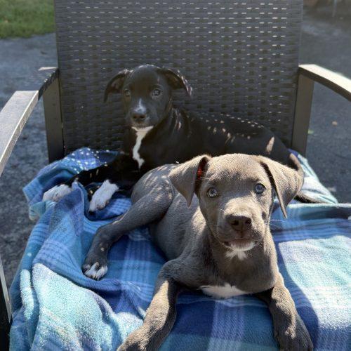 Enlarge Louise, a Adoptable mixed breed in Georgetown, KY image 1/5