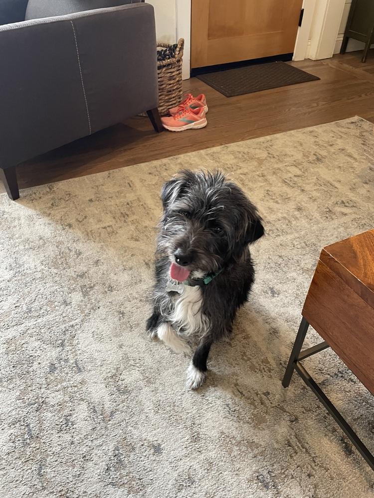 Scruff, Adoptable, Young Male Schnauzer.