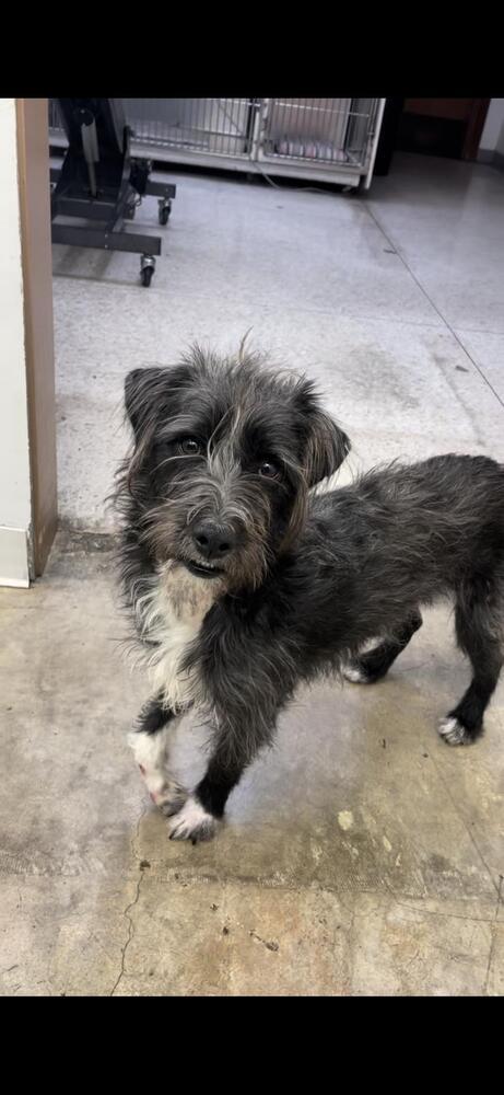 Enlarge Scruff, a Adoptable mixed breed in St. Petersburg, FL image 4/4