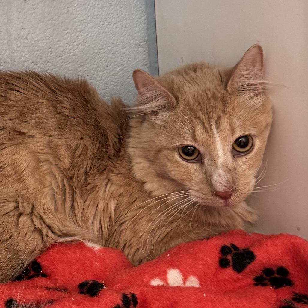 Enlarge Chips, a Adoptable Domestic Medium Hair in Lakewood, CO image 1/1