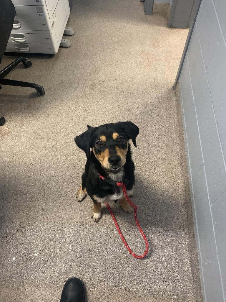 Enlarge Elsa, a Adoptable mixed breed in Troy, OH image 1/1