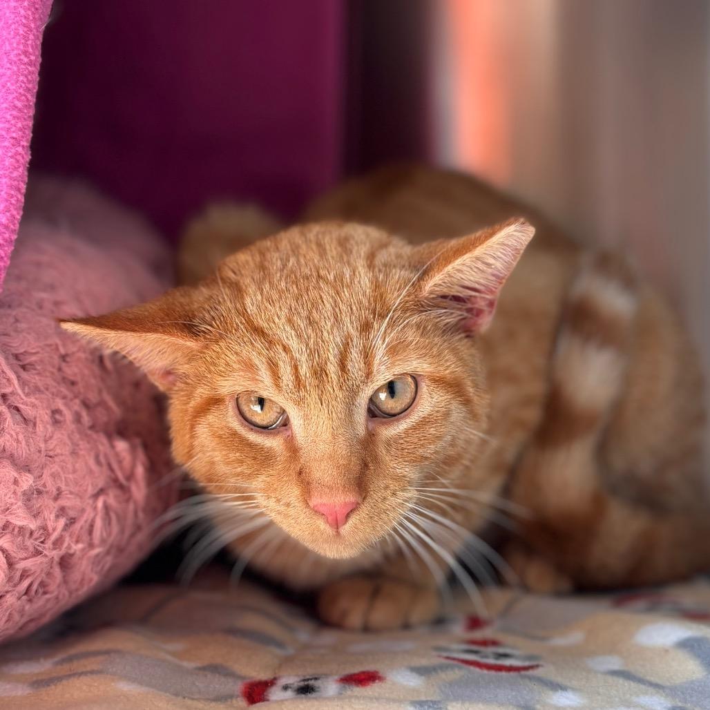 Dipper, Adoptable, Young Male Domestic Short Hair.