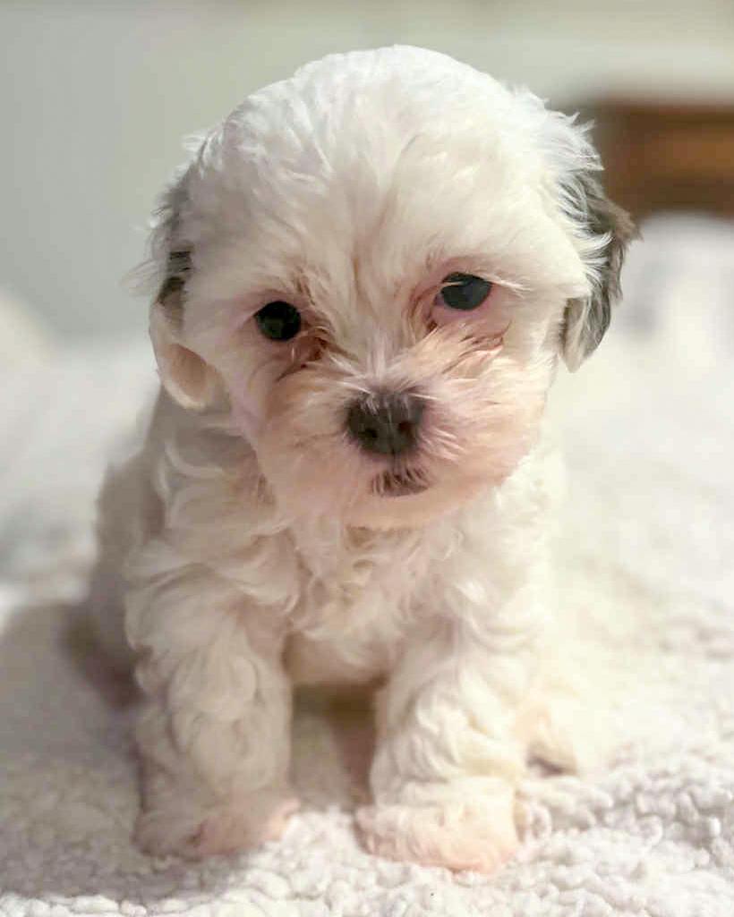 Enlarge Annabel, a Adopted mixed breed in Corona, CA image 1/1