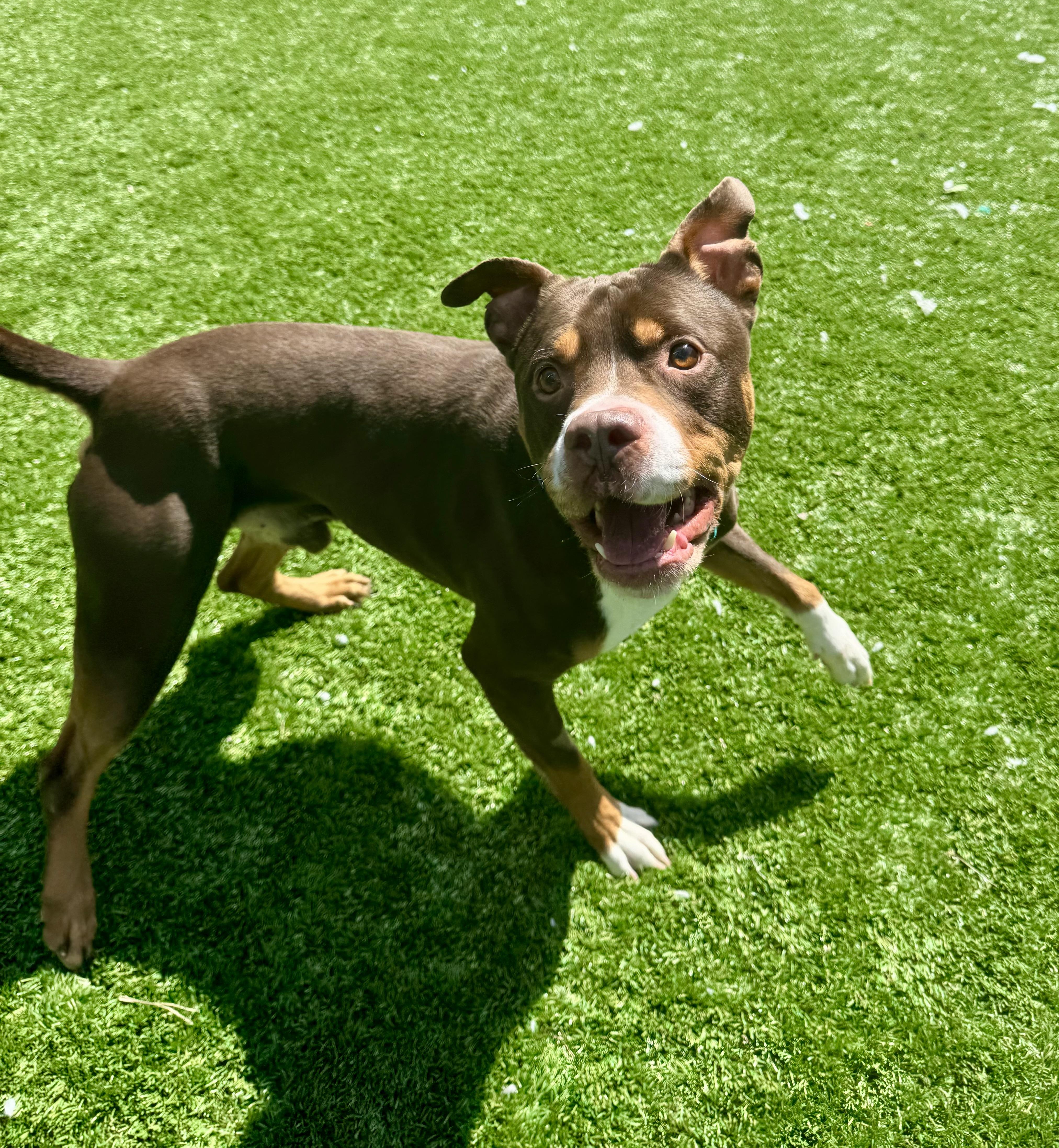 Enlarge Bam, an adopted American Staffordshire Terrier in Long Beach, NY image 3/5