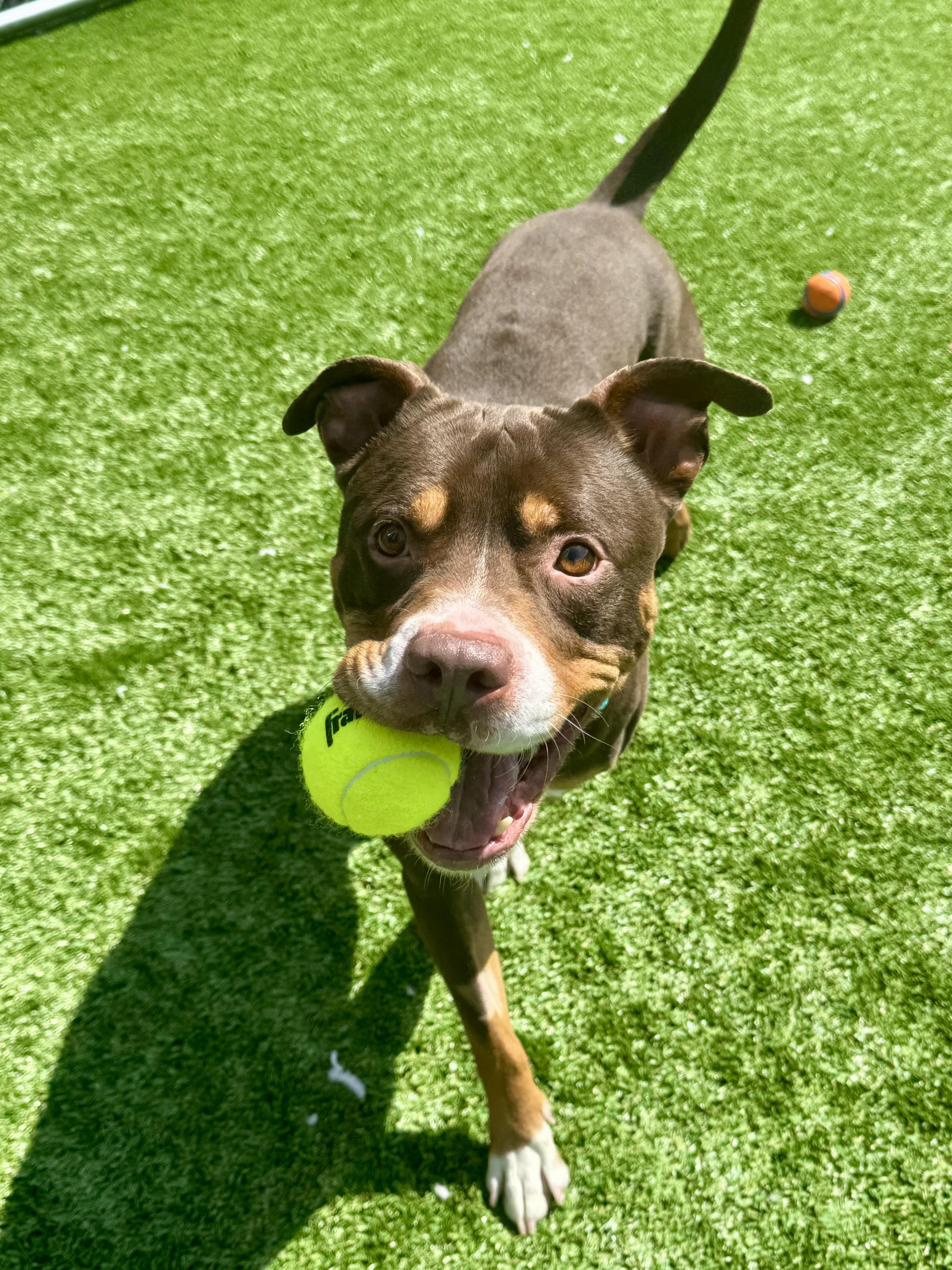 Enlarge Bam, an adopted American Staffordshire Terrier in Long Beach, NY image 2/5