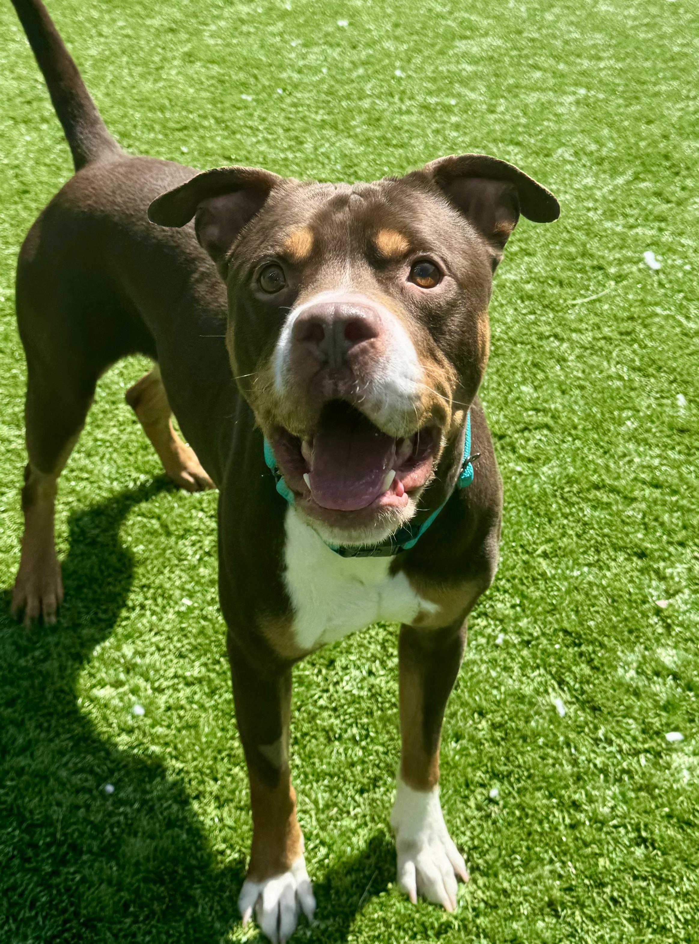 Enlarge Bam, an adopted American Staffordshire Terrier in Long Beach, NY image 4/5