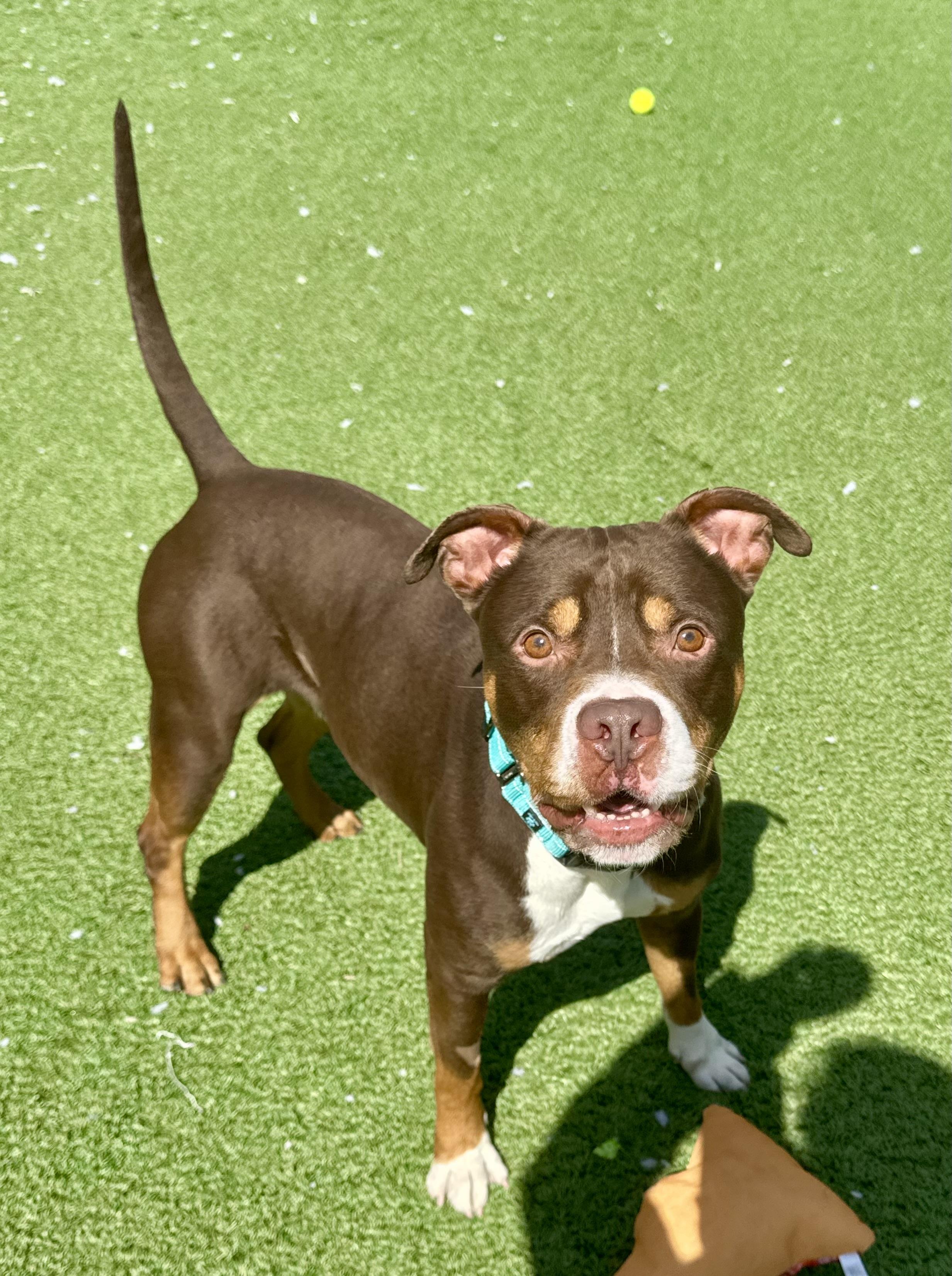 Enlarge Bam, an adopted American Staffordshire Terrier in Long Beach, NY image 5/5