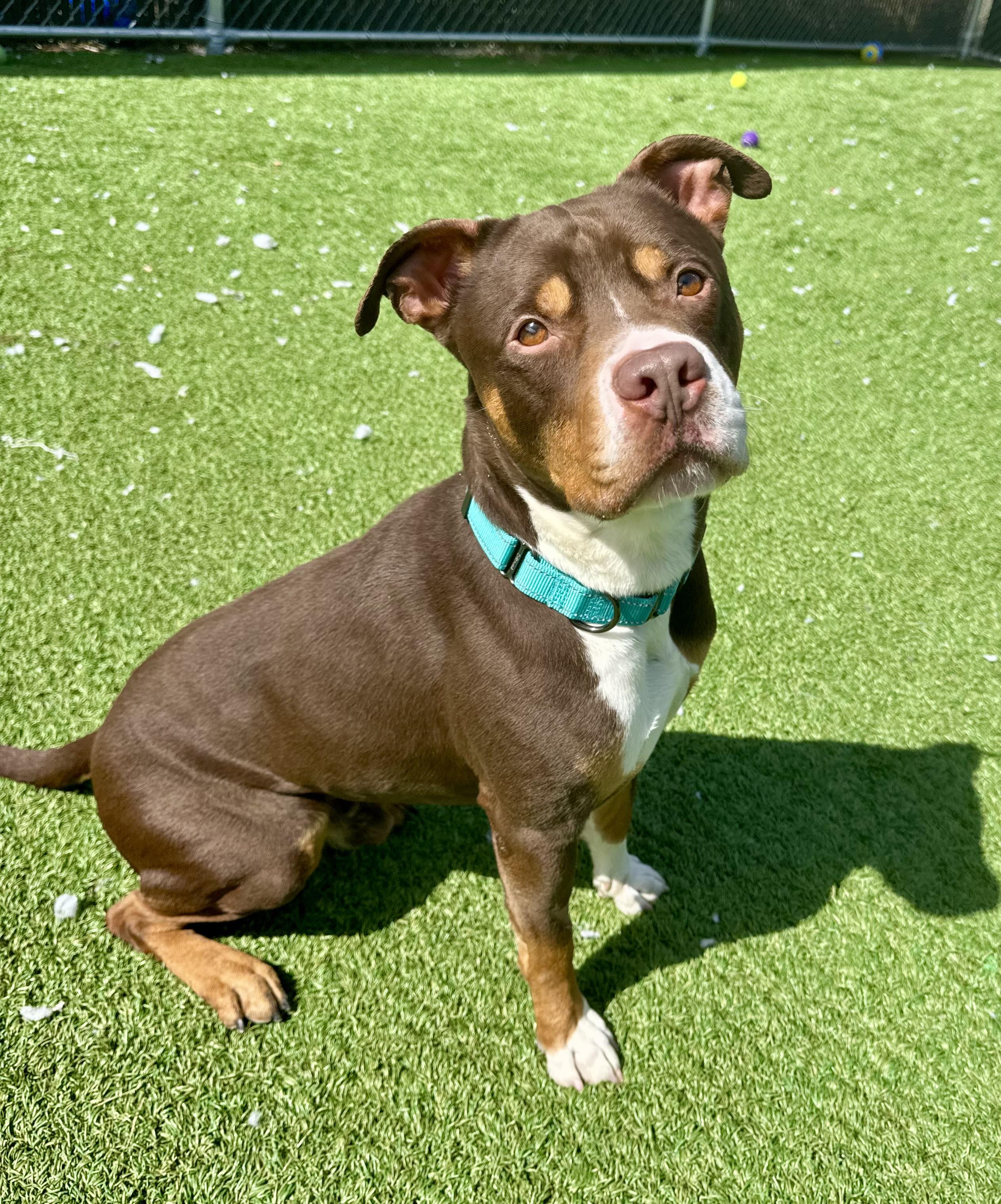 Bam, adopted, Adult Male American Staffordshire Terrier.