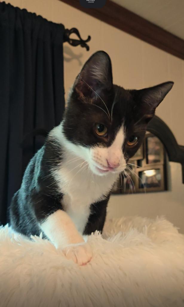 Tux, a Adoptable mixed breed in New Braunfels, TX image 1/2