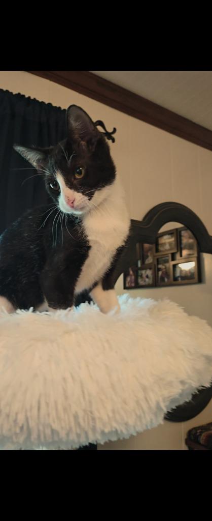 Tux, a Adoptable mixed breed in New Braunfels, TX image 2/2