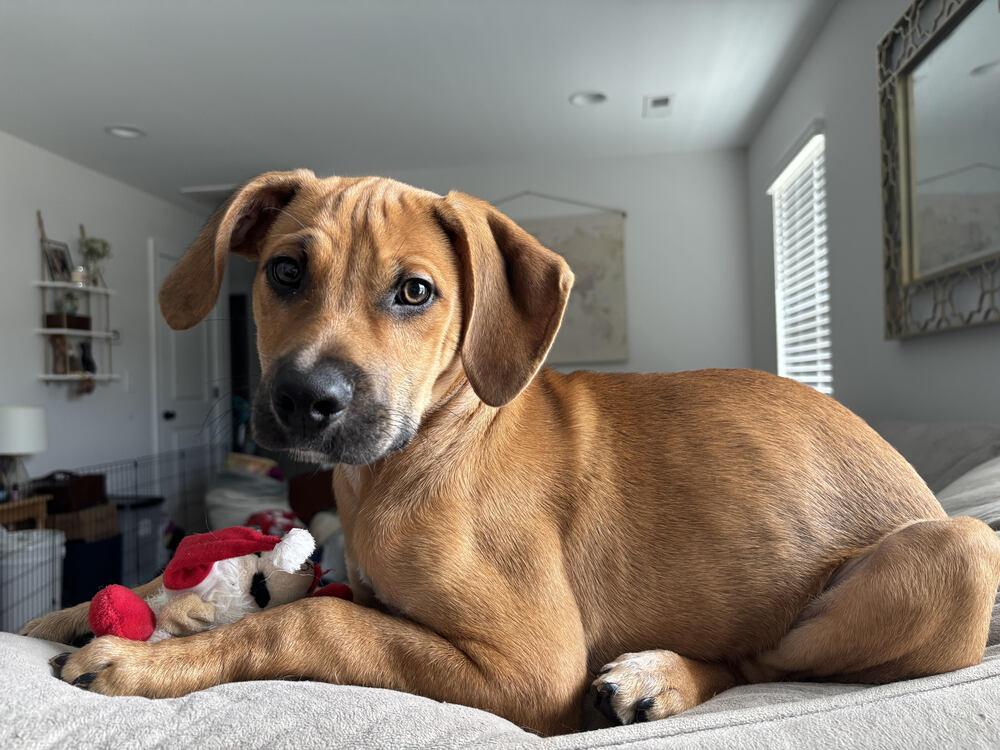 Cooper, Adoptable, Young Male Labrador Retriever & Mixed Breed.